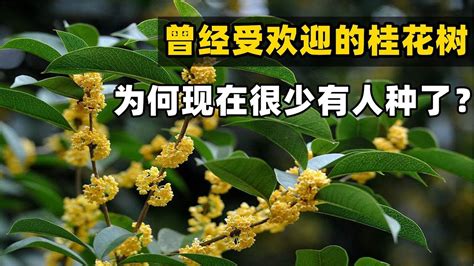 種桂花禁忌